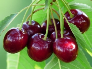 Poudre de jus de cerise séchée naturelle pour boisson <span class=keywords><strong>aux</strong></span> fruits mélangés crème glacée smoothies gâteau <span class=keywords><strong>yaourt</strong></span> en poudre instantané usine BRC - Product Image 5