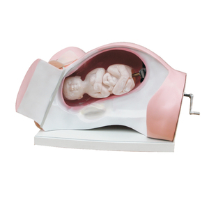 Gelsonlab HSBMY-016 modelo de entrega, modelo por supuesto de entrega - Product Image 1