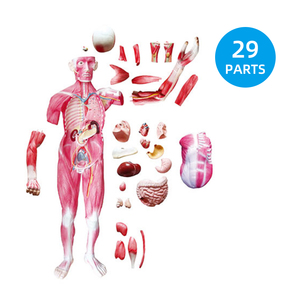 Modèle musclé du <span class=keywords><strong>corps</strong></span> entier 29 pièces Modèle de muscles humains Modèle d'anatomie des organes internes médicaux et des muscles humains grandeur nature - Product Image 3