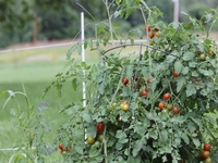 Fournisseur Direct de Tige En Fiber De Verre FRP Usine Poteau De Support En Vigne Raisin Tomate Fleur Plantation D'arbres