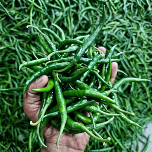 Chiles Verdes Frescos, <span class=keywords><strong>Sabor</strong></span> Natural, Picantes, Esenciales para la Cocina, Calidad Fresca <span class=keywords><strong>de</strong></span> Granja, <span class=keywords><strong>Sabor</strong></span> Premium, Caja <span class=keywords><strong>de</strong></span> Cartón <span class=keywords><strong>de</strong></span> 4.5 kg, Tamil Nadu, India - Product Image 1