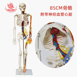 Modelli scheletrici di diverse dimensioni sono disponibili. Esemplari di scheletri simulati secondo <span class=keywords><strong>standard</strong></span> medici e scheletri umani medicali da 85 cm - Product Image 5