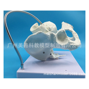 Modèle pédagogique d'accouchement ; démonstration du processus d'accouchement féminin ; modèle de bassin féminin grand et réaliste ; bassin d'accouchement. - Product Image 1