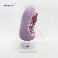 Modello Anatomico del Polmone Destro e dei Bronchi in PVC, Mostra Strutture Interne Dettagliate per l'Insegnamento Medico