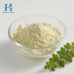 مسحوق مستخرج جينوستيما العضوي gynosides بخلاصة <span class=keywords><strong>Gynostemma</strong></span> Pentaphyllum-بخلاصة من gynostides تدعم وظيفة المناعة - Product Image 1