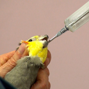 CETTIA KD129 animales veterinarios de acero inoxidable Kit de alimentación de la vacuna para aves cánula de aguja de remojo - Product Image 6