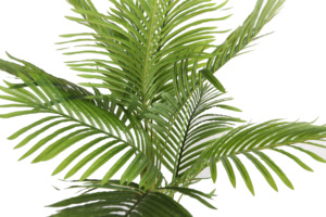 Faux Bonsai artificiale di canna d'oro palma con tre realistica pianta di palma per la casa decorazione per la casa di arredamento pianta - Product Image 5