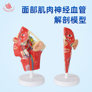 Modèle de crâne humain avec muscles, nerfs et vaisseaux sanguins ; anatomie faciale ; modèle de nerf facial en demi-section humaine - Product Image 5