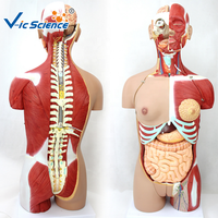 Modelo de Torso Muscular Desmontable Unisex de 85 cm, 18 Partes, Espalda Abierta, Modelo de Anatomía del Tronco Humano para Enseñanza, CE/ISO/ROHS/CNAS