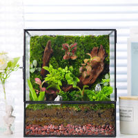 Terrarium carré de luxe en métal noir et or avec verre, boîte de rangement pour plantes succulentes préservées, présentoir LED pour Noël et la Saint-Valentin