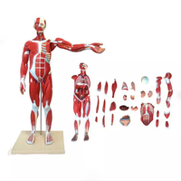 Modelo de Anatomía Humana, Figura Muscular Humana, Modelo del Sistema Muscular