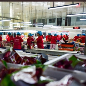 Châtaignes grillées surgelées biologiques pour le marché européen sans additifs - Product Image 6