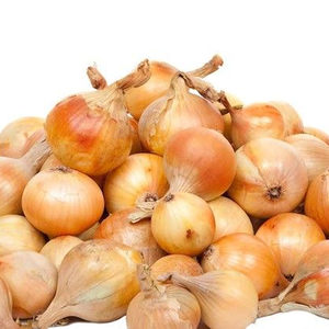 Oignon de marque Moon Star, variété Texas Grano Jaune OPV, pureté 99,99%, origine Pakistan, germination 85%, variété fiable pour la production agricole - Product Image 6