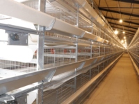 Couveuse automatique de poulet de type H Cage pour poulets de chair Cage pour volailles 4 couches Cage pour poules et poulets