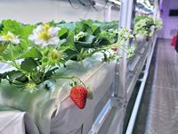 Serres agricoles multi-chapelles avancées Reinfa FarmBox de grande taille pour la culture de fraises en conteneurs