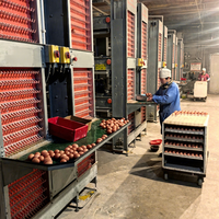 Équipement automatique en acier galvanisé pour poules pondeuses en batterie, cages pour poulets de ferme avicole, vente chaude