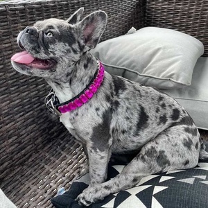 Diamanten luxe halsband met bling-bling juwelen en strass steentjes voor uw kat of Franse bulldog - Product Image 4