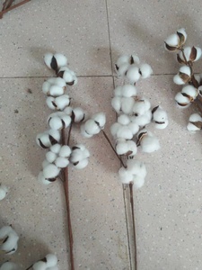 10 têtes 22 pouces coton conservé fleur séchée blanc coton naturel tiges de bulle pour la décoration de la ferme - Product Image 6