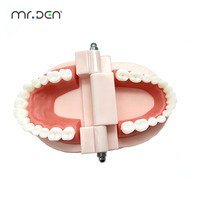 Modelo de Tipodonto Dental Estándar Mr.Den para Enseñanza y Práctica |   Modelo de Demostración de Dientes Removibles