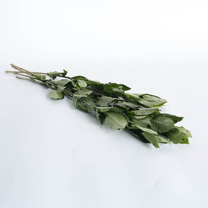 Gardenia, également connu sous le nom de <span class=keywords><strong>jasmin</strong></span> de Cap, est un arbuste <span class=keywords><strong>persistant</strong></span> de la famille des Rubiaceae, aux feuilles vertes brillantes et aux fleurs. - Product Image 5