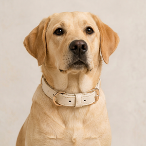 Collares de Cuero Ajustables y Duraderos para Perros, Listos para Venta al por Menor, con Cierre de Hebilla - Suministro para Distribuidores de Boutiques de Mascotas al por Mayor - Product Image 1