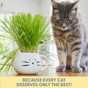 Petlinks sgranocchiare <span class=keywords><strong>Licious</strong></span> erba di gatto biologico invasatura Soilless coltura dell'acqua piantando scatola di grano Chia piastra di coltivazione giardino casa - Product Image 2