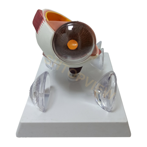 Modèle d'instruments optiques LTB-M2, équipement ophtalmique avec machine oculaire, autres caractéristiques, modèle d'<span class=keywords><strong>ophtalmologie</strong></span> pour les cliniques hospitalières - Product Image 1