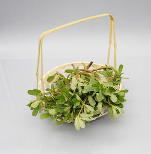 Yüksek kaliteli saf doğal <span class=keywords><strong>Portulaca</strong></span> <span class=keywords><strong>Oleracea</strong></span> özü tozu Purslane - Product Image 3