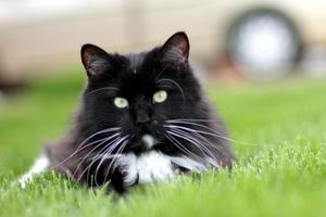 85Mm F1.8 Vừa Chụp Ảnh Hướng Dẫn Sử Dụng Đầy Đủ Khung Ống Kính Chân Dung Cho Canon <span class=keywords><strong>EOS</strong></span> <span class=keywords><strong>Rebel</strong></span> T8I T7I T7 <span class=keywords><strong>T6</strong></span> T3I T2I T2I 4000D 2000D 1300D 850 - Product Image 5