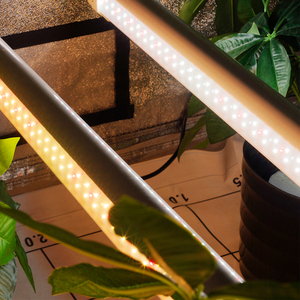 Barra de Luz LED Meijiu para Cultivo en Invernadero de Tomates, <span class=keywords><strong>Iluminación</strong></span> Suplementaria de Alto PPFD - Product Image 4