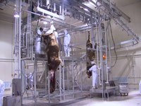 Ligne automatique de traitement de la viande halal 100 pour bovins Abattoir sans cruauté de viande bovine pour équipement de boucherie Abattoir pour musulmans