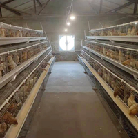 Meilleure Vente : Cage à Batterie de Type A pour 160 Poules Pondeuses – Cages à Poules Pondeuses les Moins Chères en Afrique