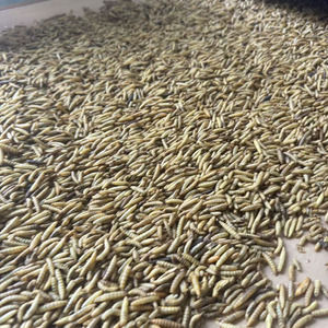 Larve di Mosca Soldato Nera Essiccate 100% Naturali di Alta Qualità, Mangime per Uccelli, Polli e Anatre - Product Image 2