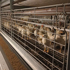 Modern h-tipi 4 katmanlı otomatik tavuk Broilers kafes sistemi ev kullanımı için gübre kemer yumurta tavukları için dahil kümes hayvancılığı - Product Image 4