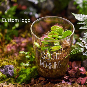 OEM <span class=keywords><strong>Terrarium</strong></span> Hydro ponic Pflanzen zylinder Vase Moos <span class=keywords><strong>Terrarium</strong></span> Wohnkultur Tischplatte <span class=keywords><strong>DIY</strong></span> Wald Pflanzer Glas mit Deckel für den Innenbereich - Product Image 5