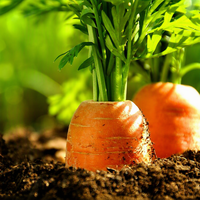 Carottes fraîches nouvelle récolte 4,5 KG Emballage en carton Petite taille Exportation mondiale Prix bas Haute qualité Carottes fraîches