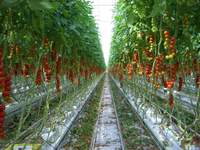 Serre agricole à faible coût, tunnel multi-voûtes, serre en film plastique pour tomates, système hydroponique