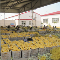 BRC HACCP Certifié IQF Cobbettes de maïs sucré surgelé blanchies