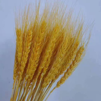 Fourniture d'usine de fleurs séchées naturelles herbe de paille fleurs de blé séchées pour la décoration de la maison