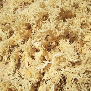 มอสทะเลดิบแห้งสำหรับผลิตภัณฑ์เสริมอาหารสมูทตี้และอาหารเสริมดีท็อกซ์โดยผู้จัดจำหน่ายจากเวียดนาม99 Gold Data - Product Image 1