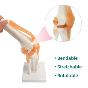 อุปกรณ์การสอนวิทยาศาสตร์ทางการแพทย์โครงกระดูกข้อเข่าของมนุษย์พร้อมแบบจำลองข้อเข่า - Product Image 5