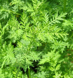 powder relieve cough sweet wormwood herb artemisia annua extract