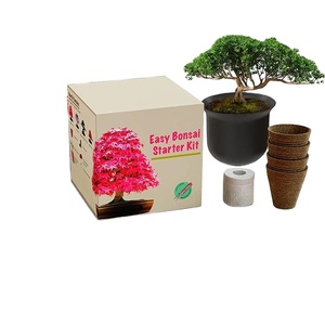 Dễ dàng bonsai cây khởi động nhà máy Kit với Loại Nhật Bản <span class=keywords><strong>Maple</strong></span> thông đen Wisteria judas cây bonsai - Product Image 1