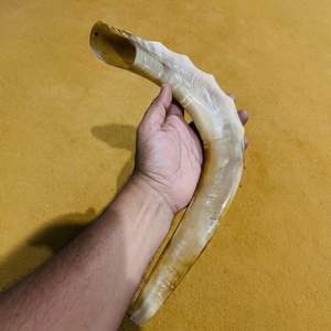 Shofar Auténtico de Cuerno de Carnero, Cuerno de Oración Judío para Festividades, Shofar Tradicional Kosher de Cuerno de Carnero con Acabado Completo por Curio Craft - Product Image 3