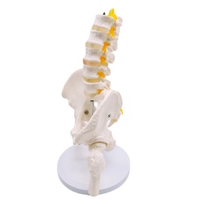 Modèle de squelette humain (24*20*30CM) comprenant 5 vertèbres lombaires, bassin et os de jambe cassé avec nerfs attachés. - Product Image 4