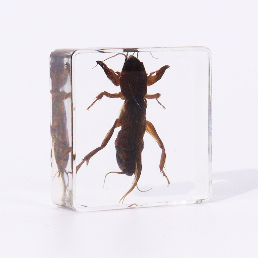 Mole Crickets: A Home Owners Guide, image size:1000x1000