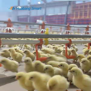 Sistema de linha alimentação totalmente automático Pan Feeder Bico <span class=keywords><strong>Drinker</strong></span> Poultry Farming Equipment for Broiler Chicken Products - Product Image 2