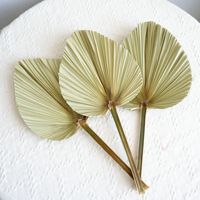 Daun Palem Kering Alami Ramah Lingkungan untuk Dekorasi Rumah, Rangkaian Pernikahan, Natal, Gaya Boho, Pabrik OEM, Grosir, Partai Besar