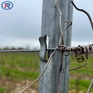 Poste de metal <span class=keywords><strong>para</strong></span> viñedo de 2.4m con ganchos, alta resistencia y tenacidad, <span class=keywords><strong>para</strong></span> viñedos de uva. - Product Image 3