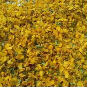 Cássia de curtidor seco, Avaram Poo (Senna auriculata) flor Saco De Chá cortado (TBC)/Corte De Chá (T-CUT) para infusões de ervas